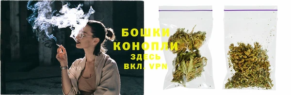индика Новодвинск